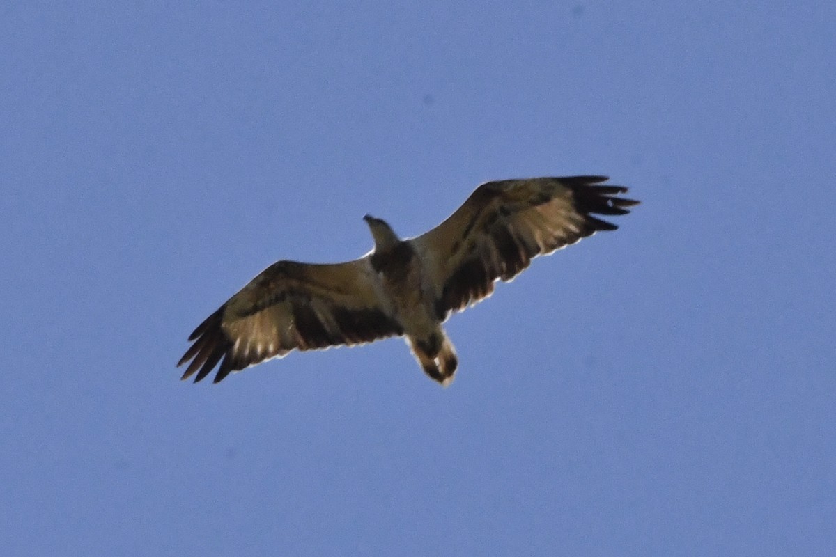 シロハラウミワシ - ML645976612