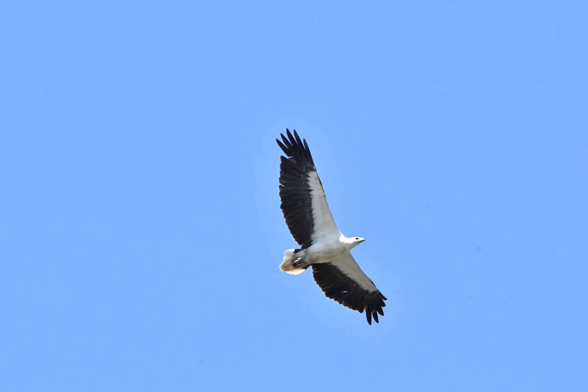 シロハラウミワシ - ML645976614