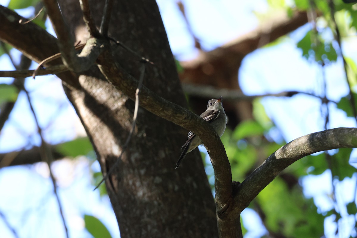 モリタイランチョウ - ML645976615