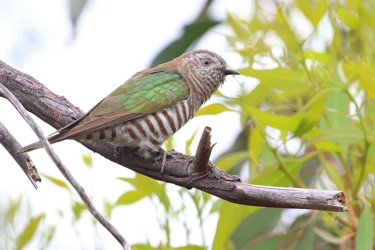 ヨコジマテリカッコウ - ML645976617