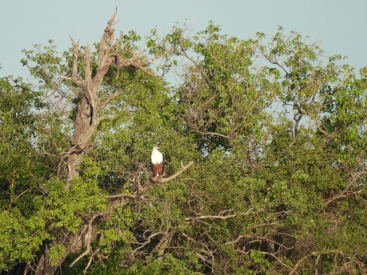 サンショクウミワシ - ML645976618