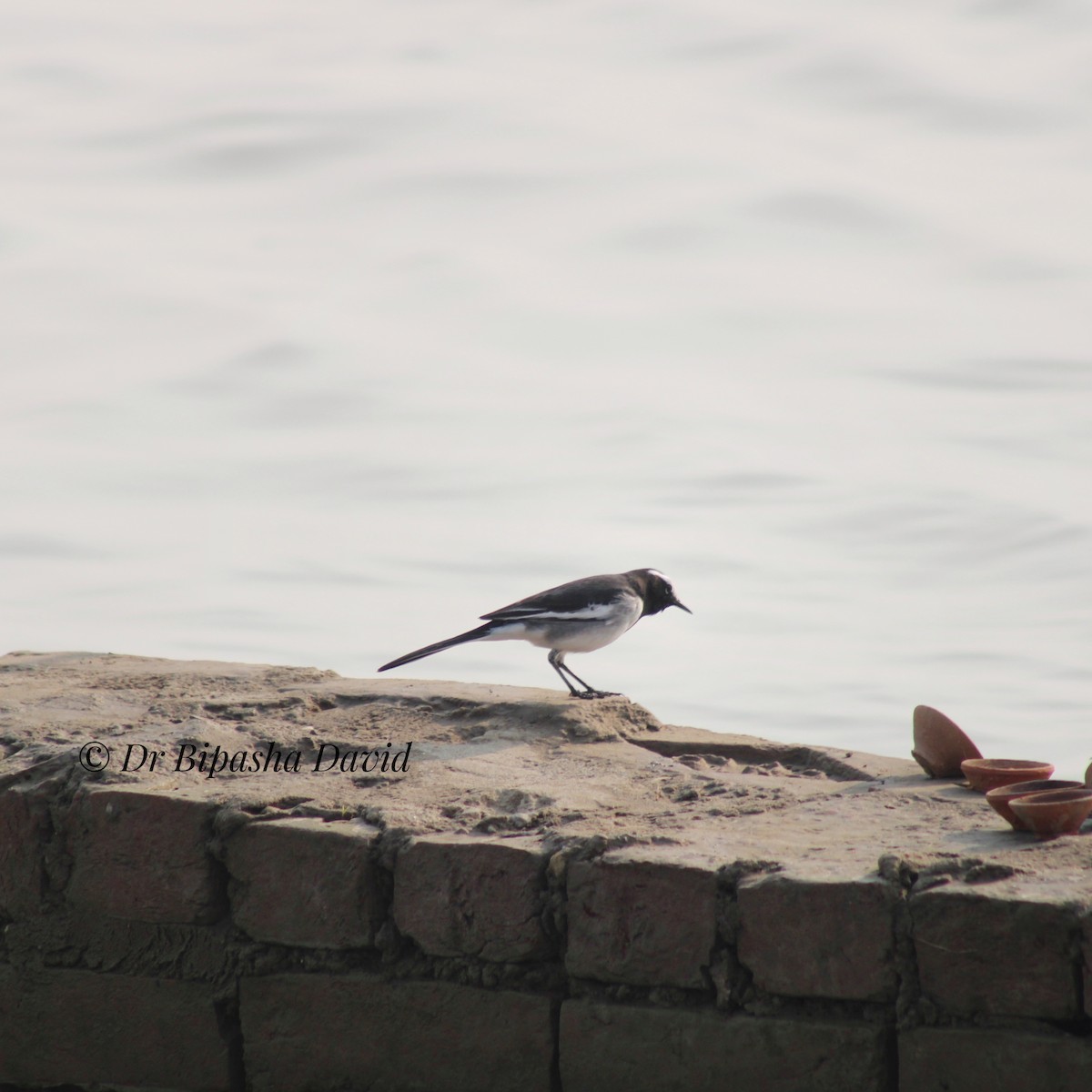 オオハクセキレイ - ML645976619