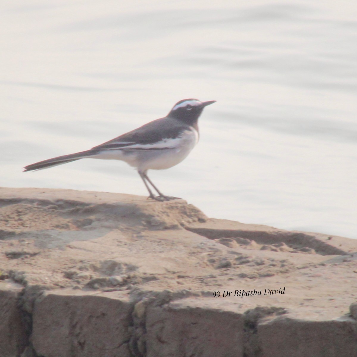 オオハクセキレイ - ML645976620