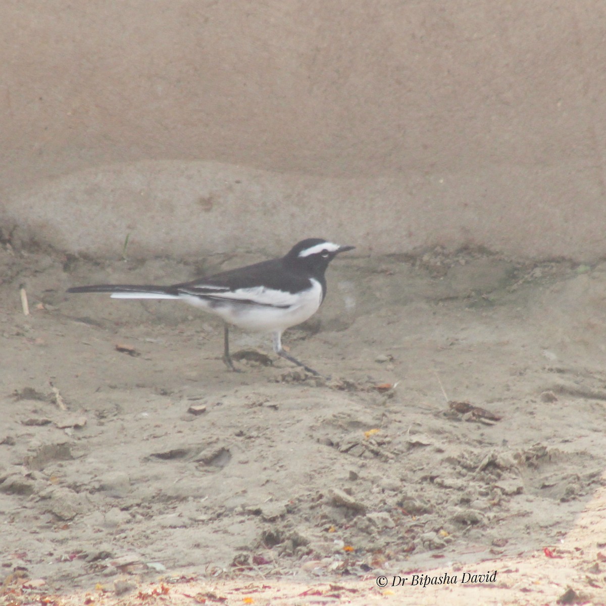 オオハクセキレイ - ML645976622