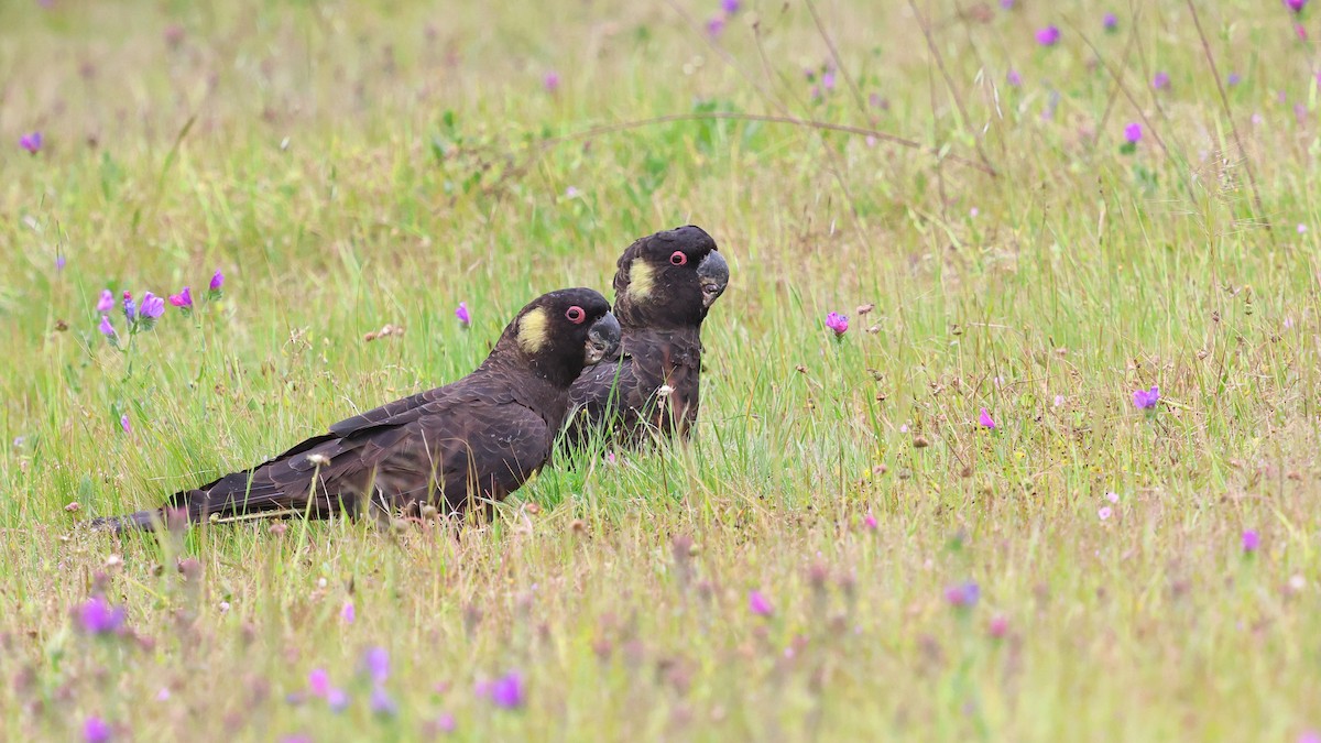 キイロオクロオウム - ML645976623