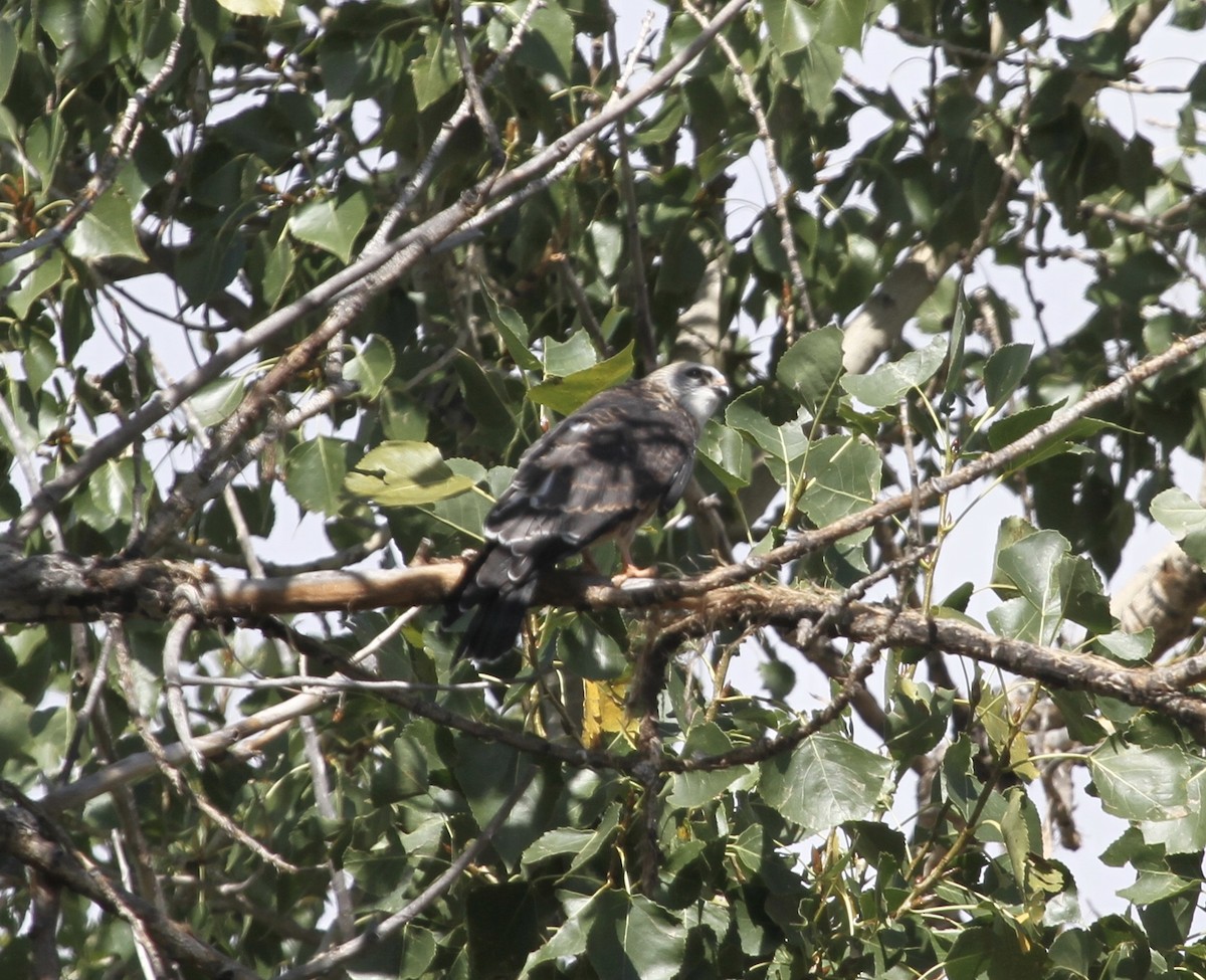 ミシシッピートビ - ML645976624