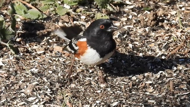 Spotted Towhee (arcticus) - ML645976635