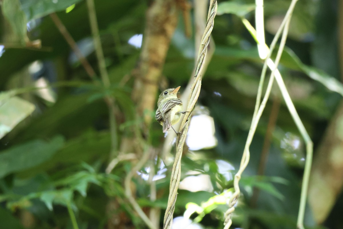 Желтобрюхий мухолов - ML645976638