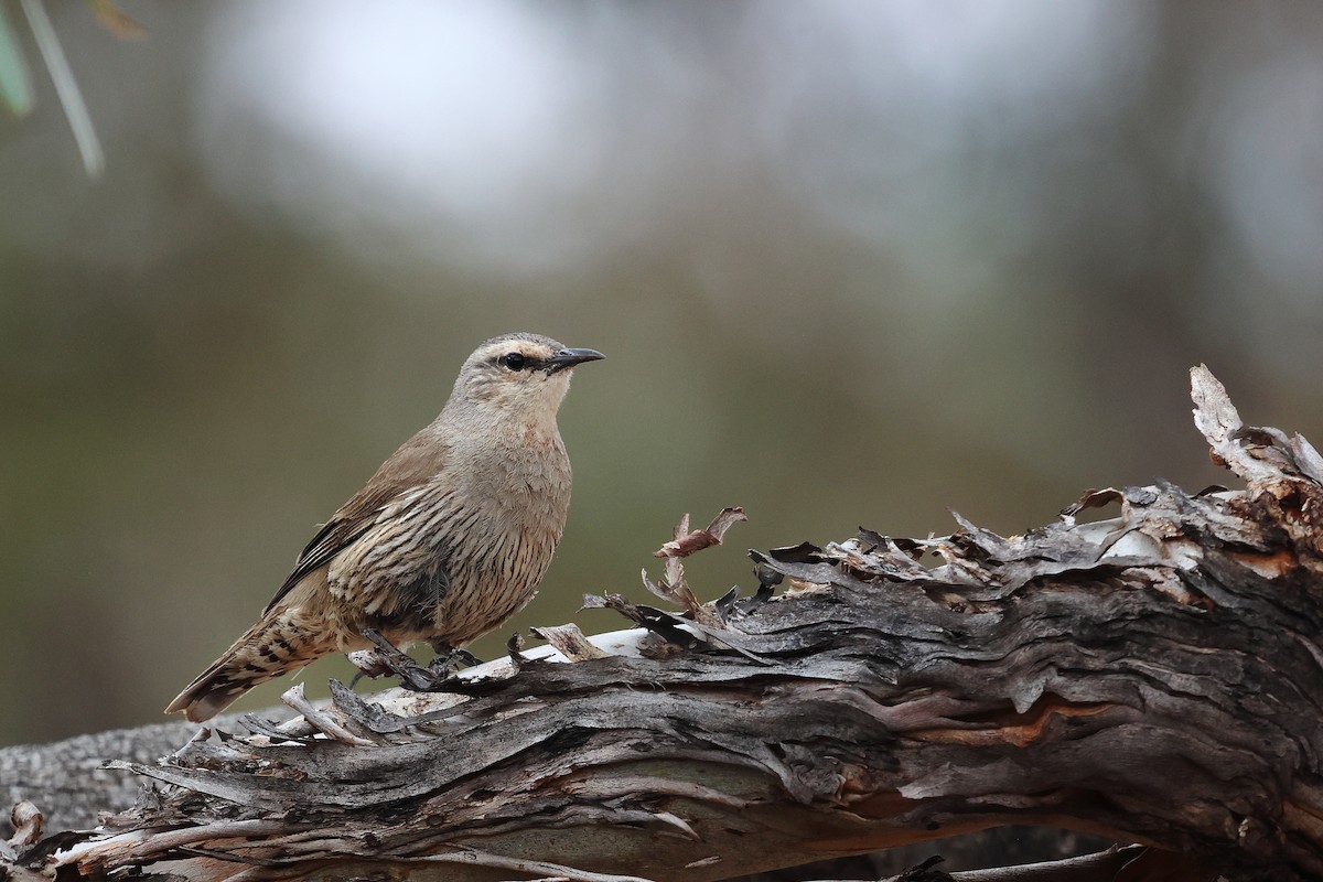 Brown Treecreeper - ML645976653