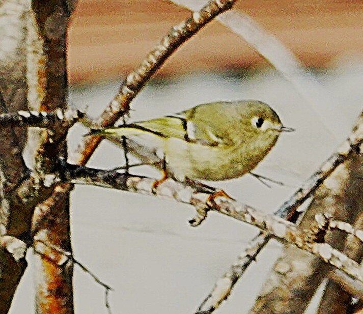Ruby-crowned Kinglet - ML645976660