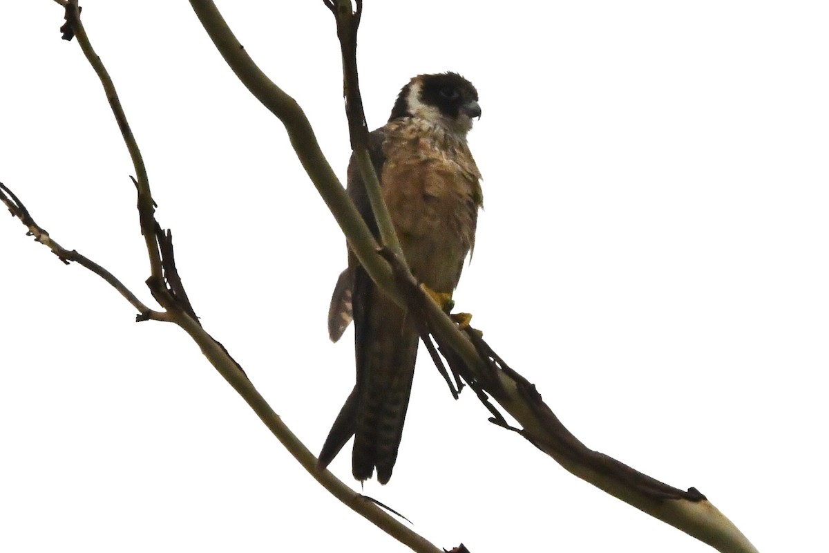 Australbaumfalke - ML645976661