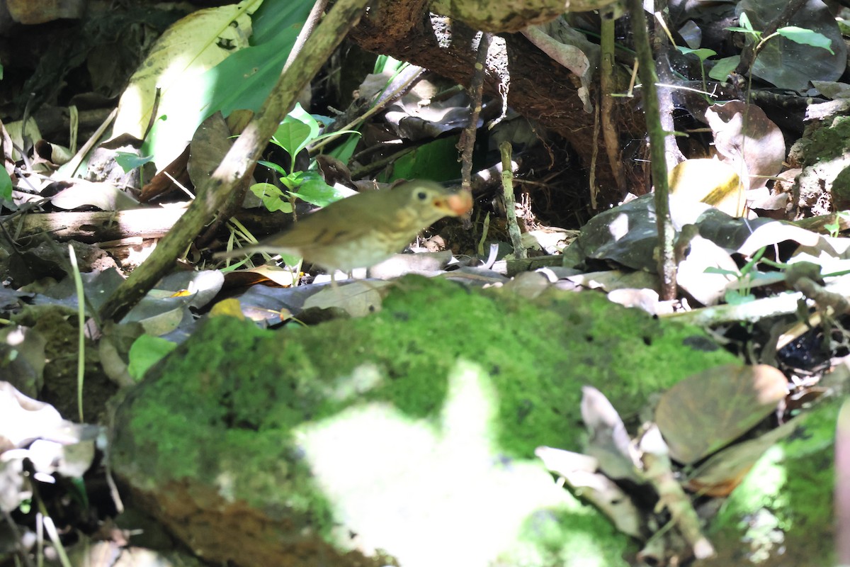 Zorzalito de Swainson - ML645976662