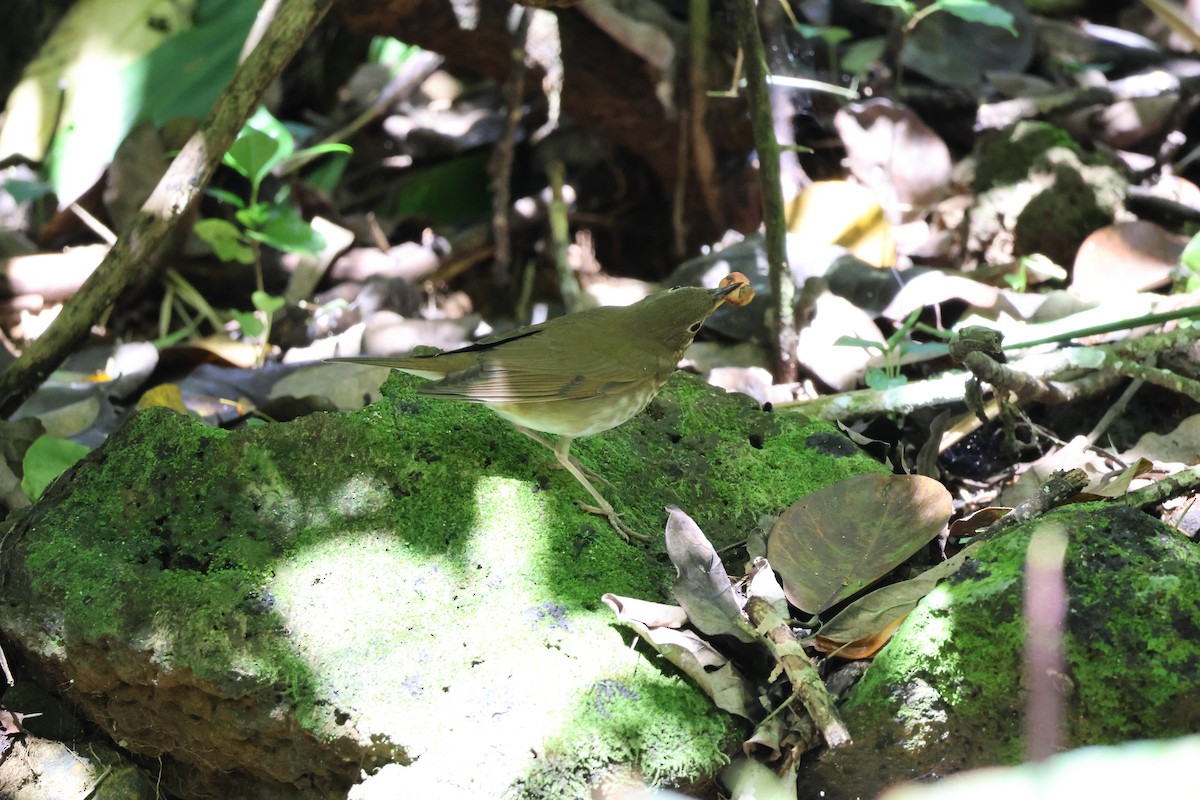 Zorzalito de Swainson - ML645976663