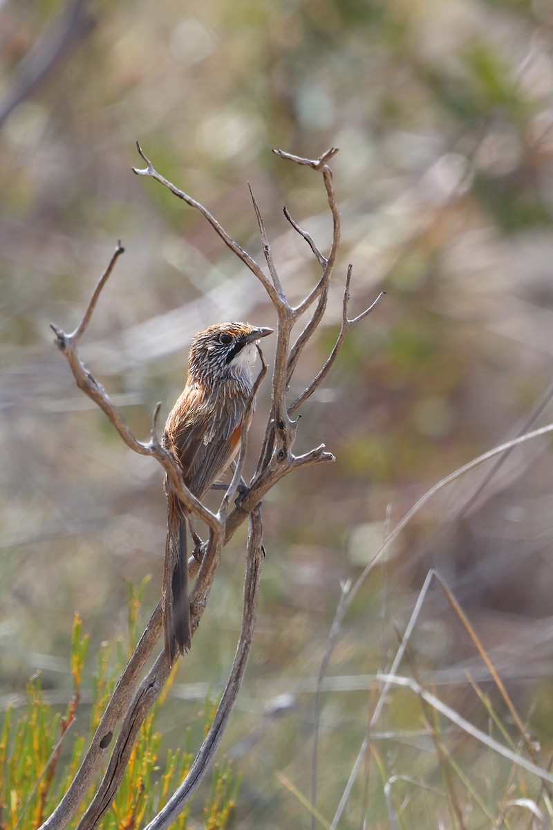 Striated Grasswren - ML645976677