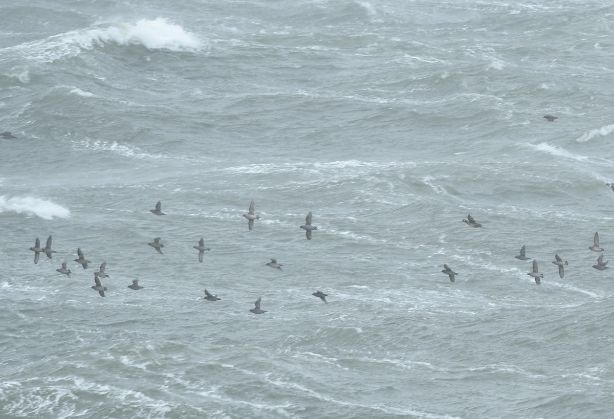 Crested Auklet - ML645976680