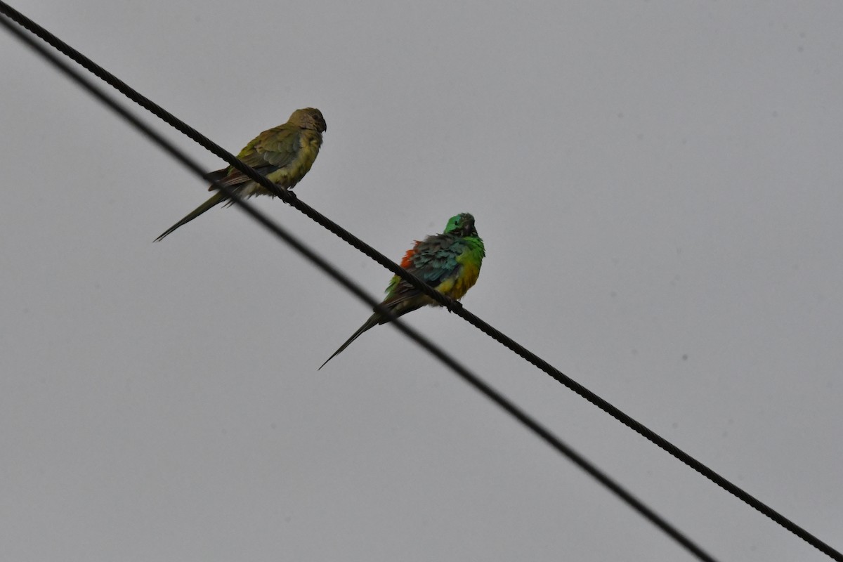 Singsittich - ML645976683