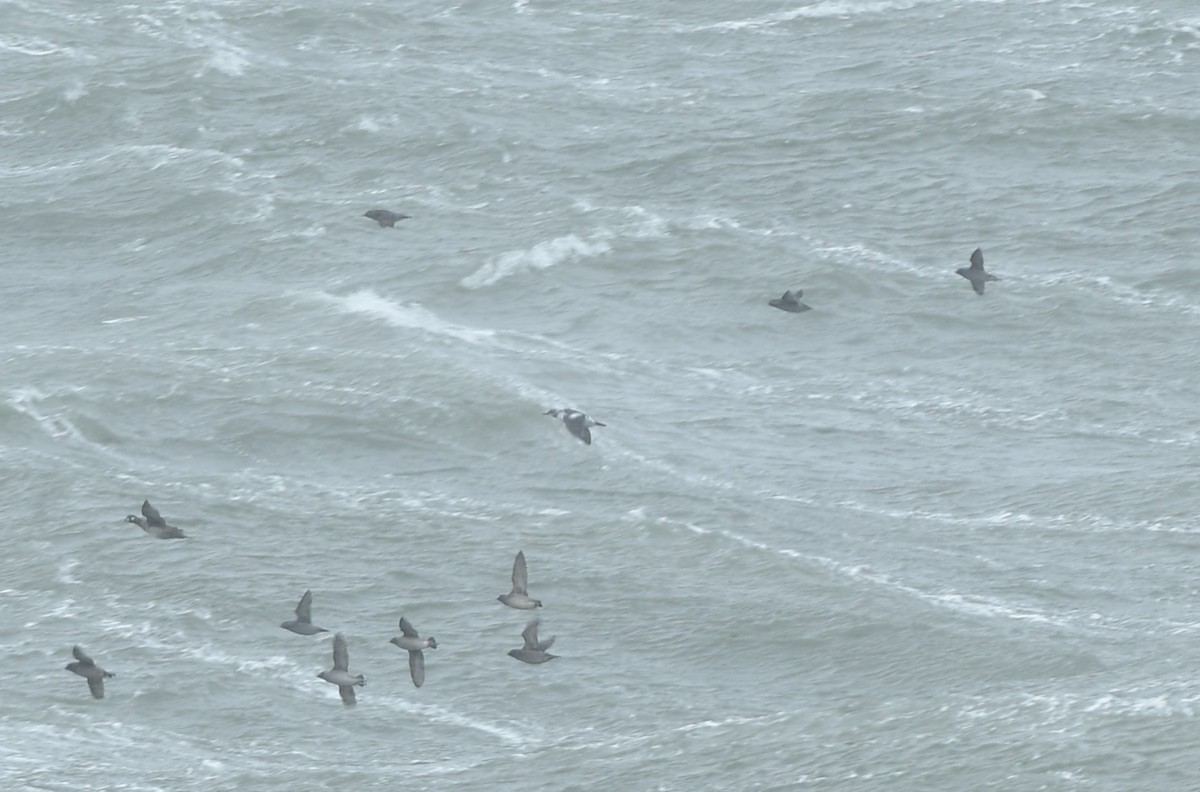 Pigeon Guillemot - ML645976685