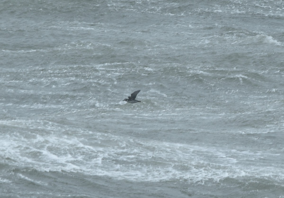Spectacled Guillemot - ML645976689