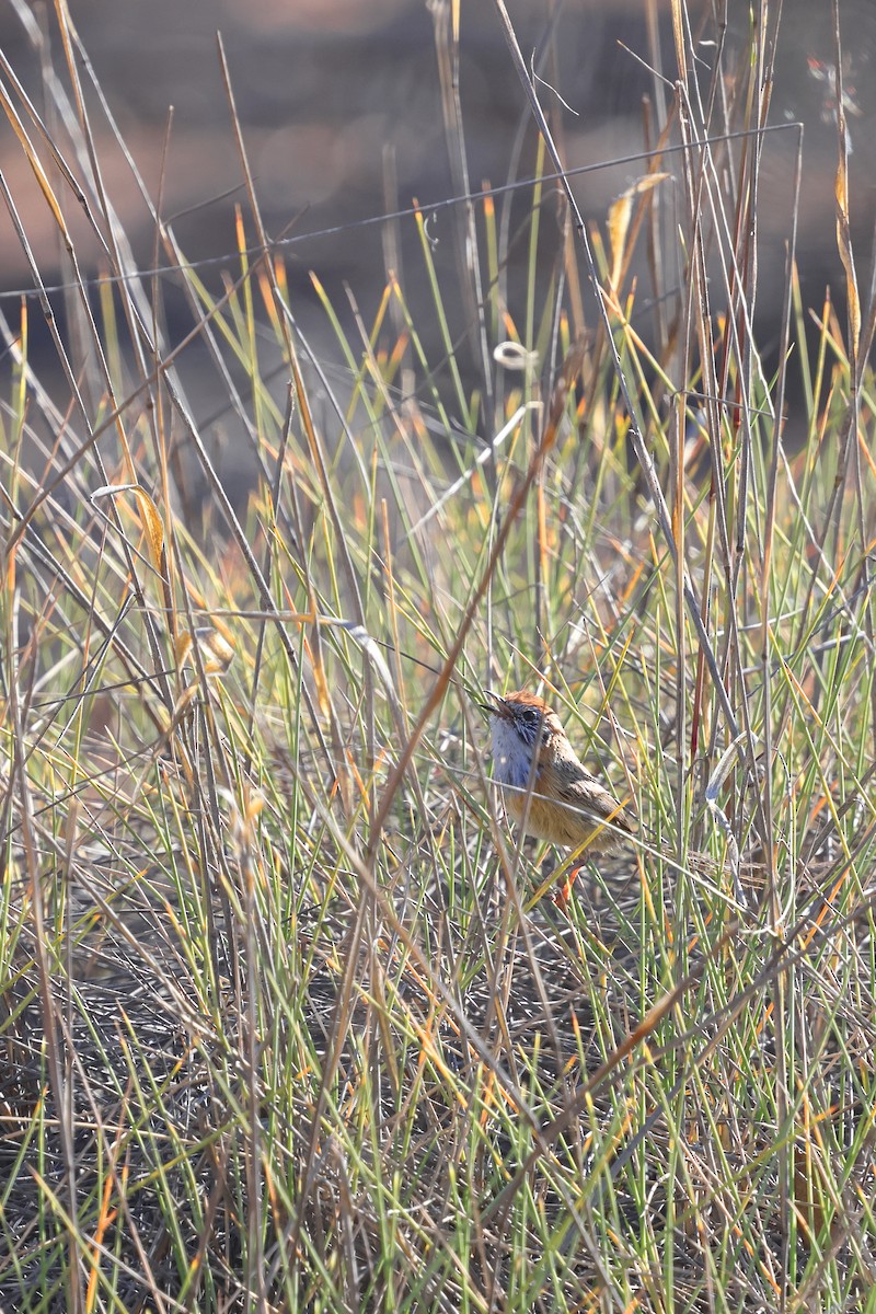 Mallee Emuwren - ML645976703