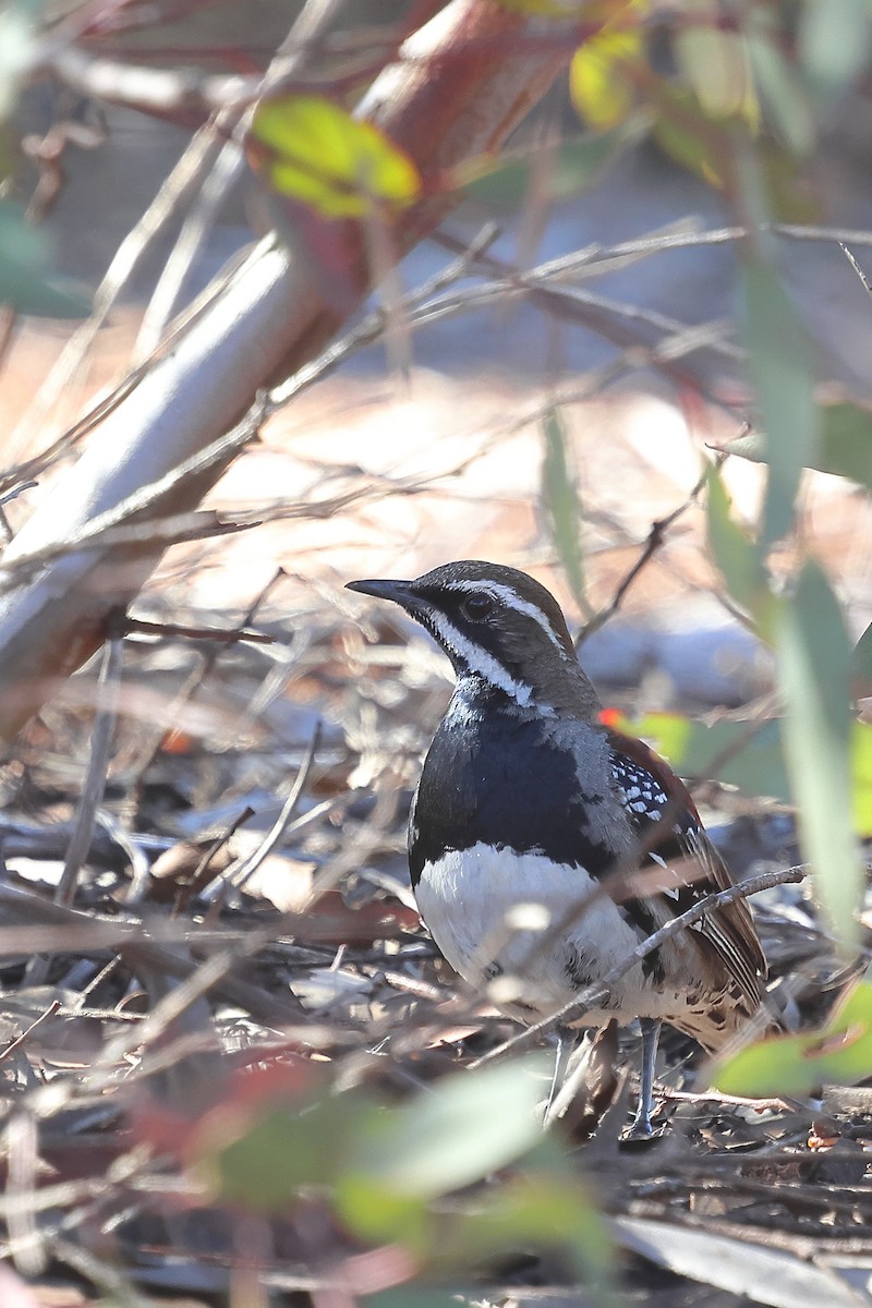 Chestnut Quail-thrush - ML645976705