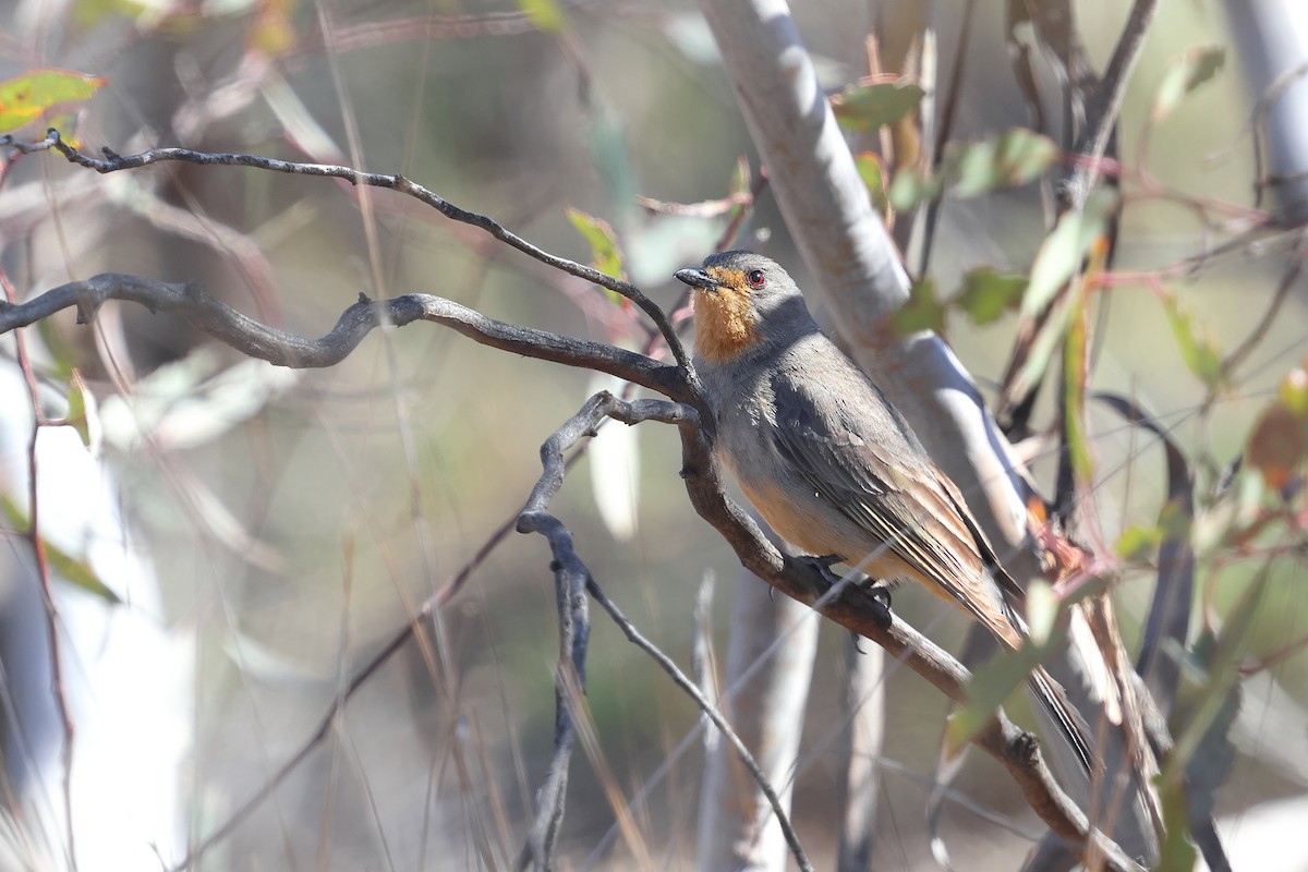 Red-lored Whistler - ML645976708