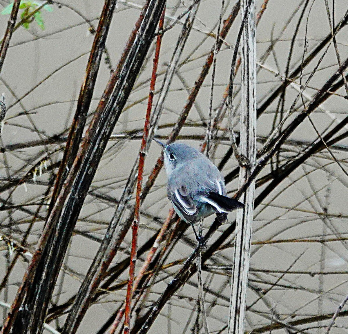 Blue-gray Gnatcatcher - ML645976723