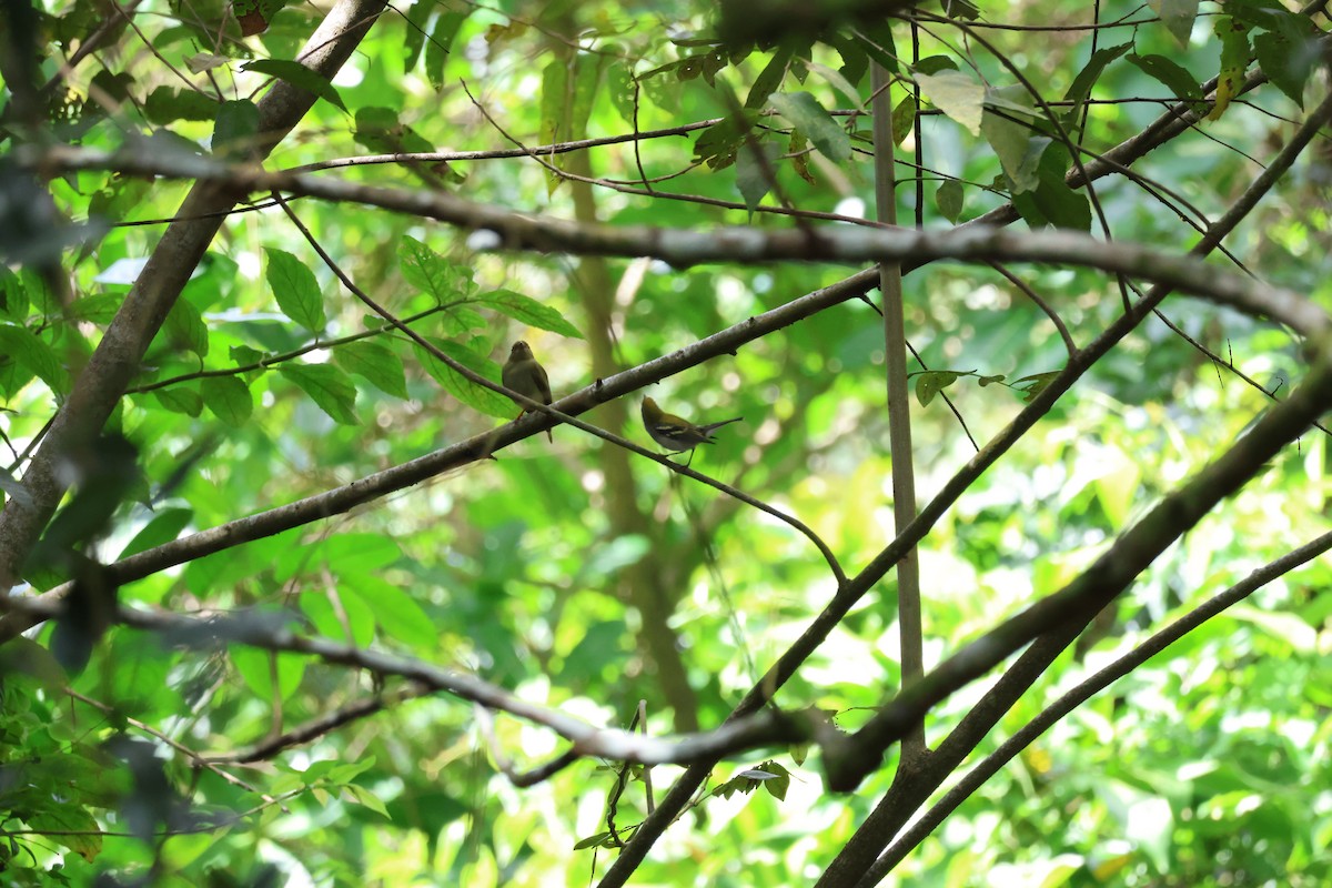 Chestnut-sided Warbler - ML645976726