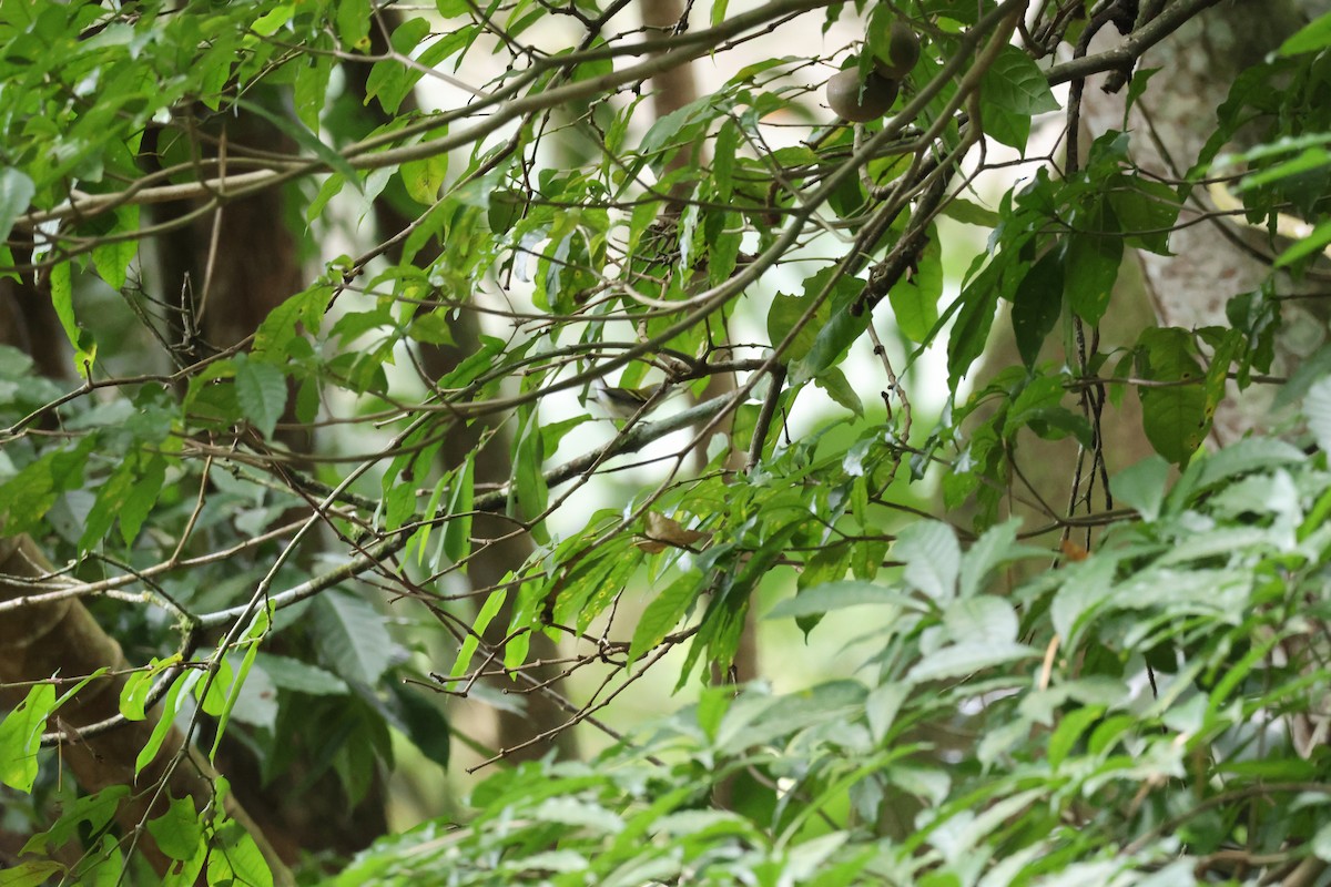 Chestnut-sided Warbler - ML645976728