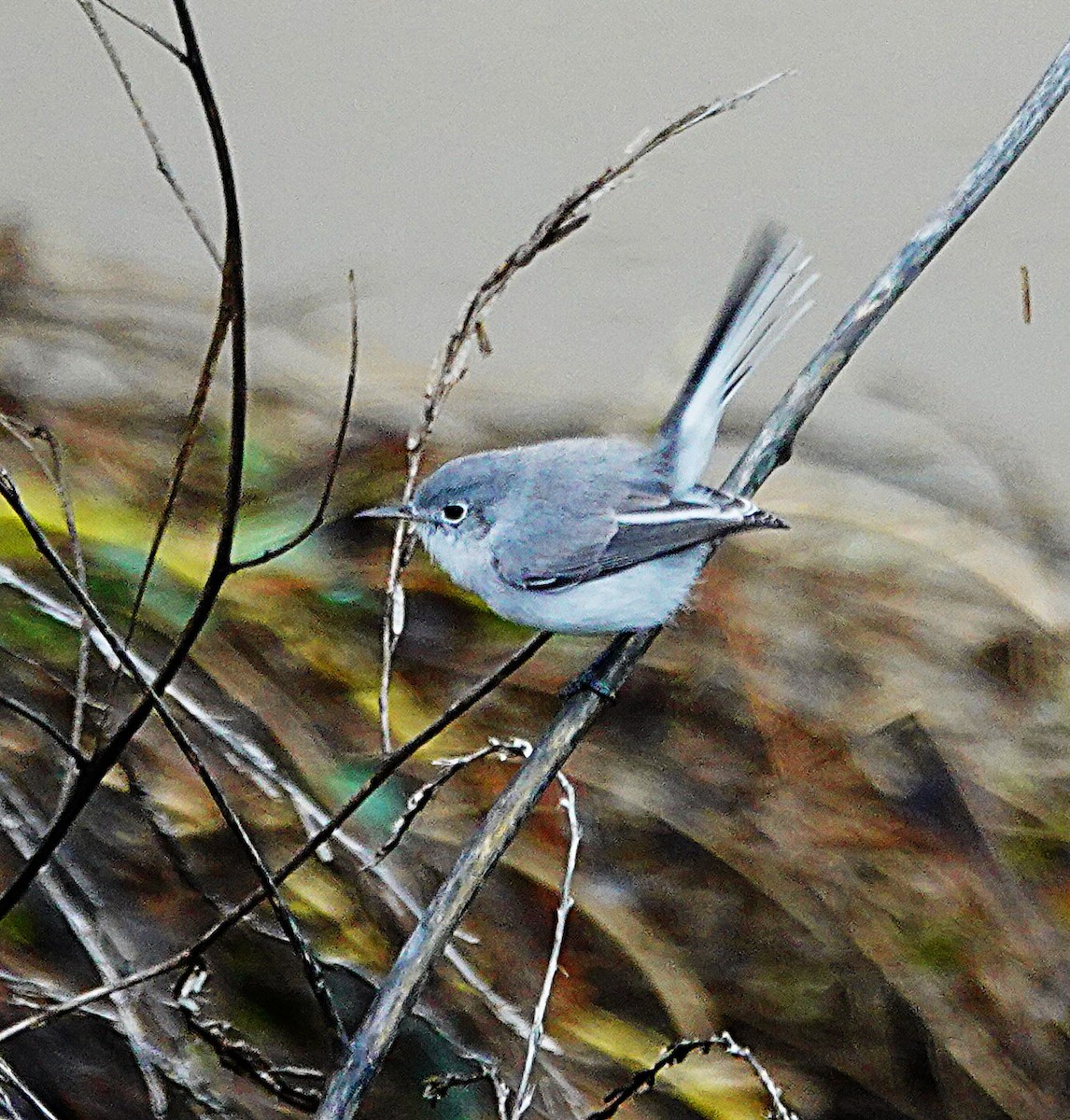 Blue-gray Gnatcatcher - ML645976732