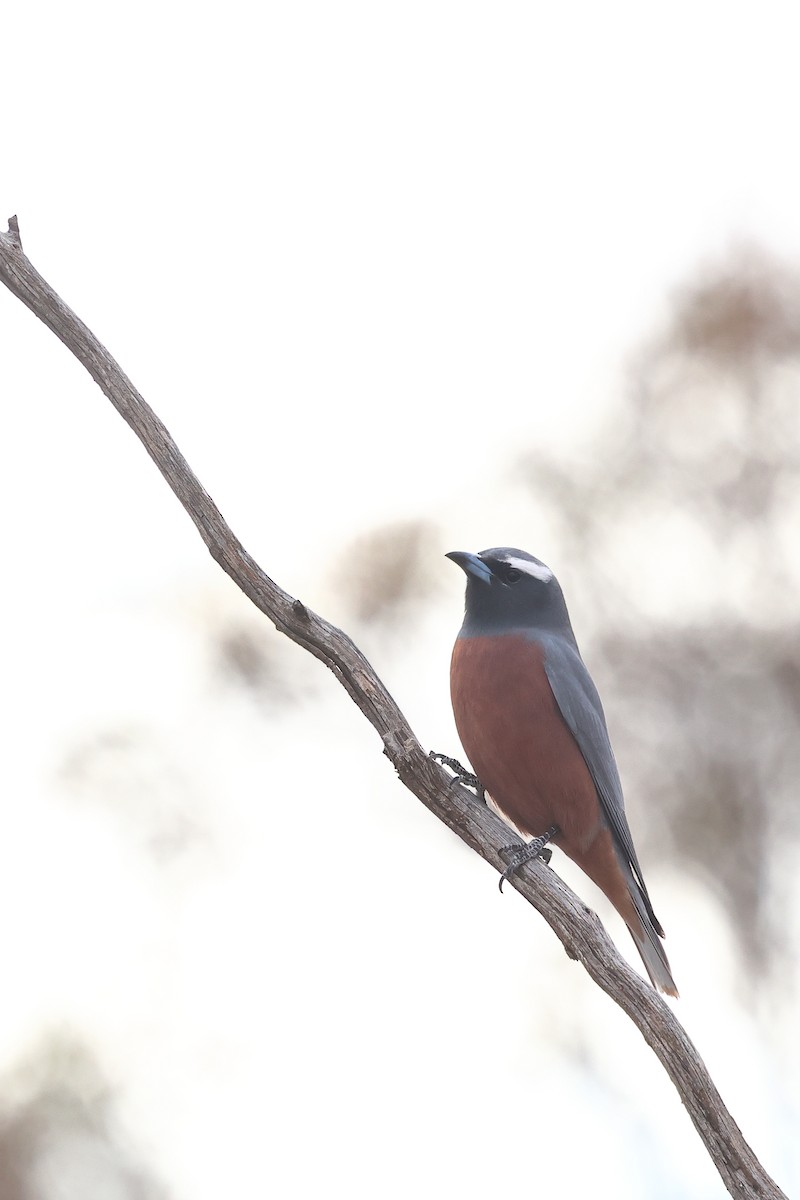 White-browed Woodswallow - ML645976736