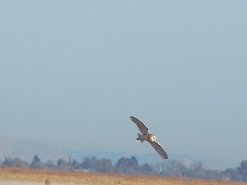 amerikatårnugle (tuidara gr.) - ML645976738