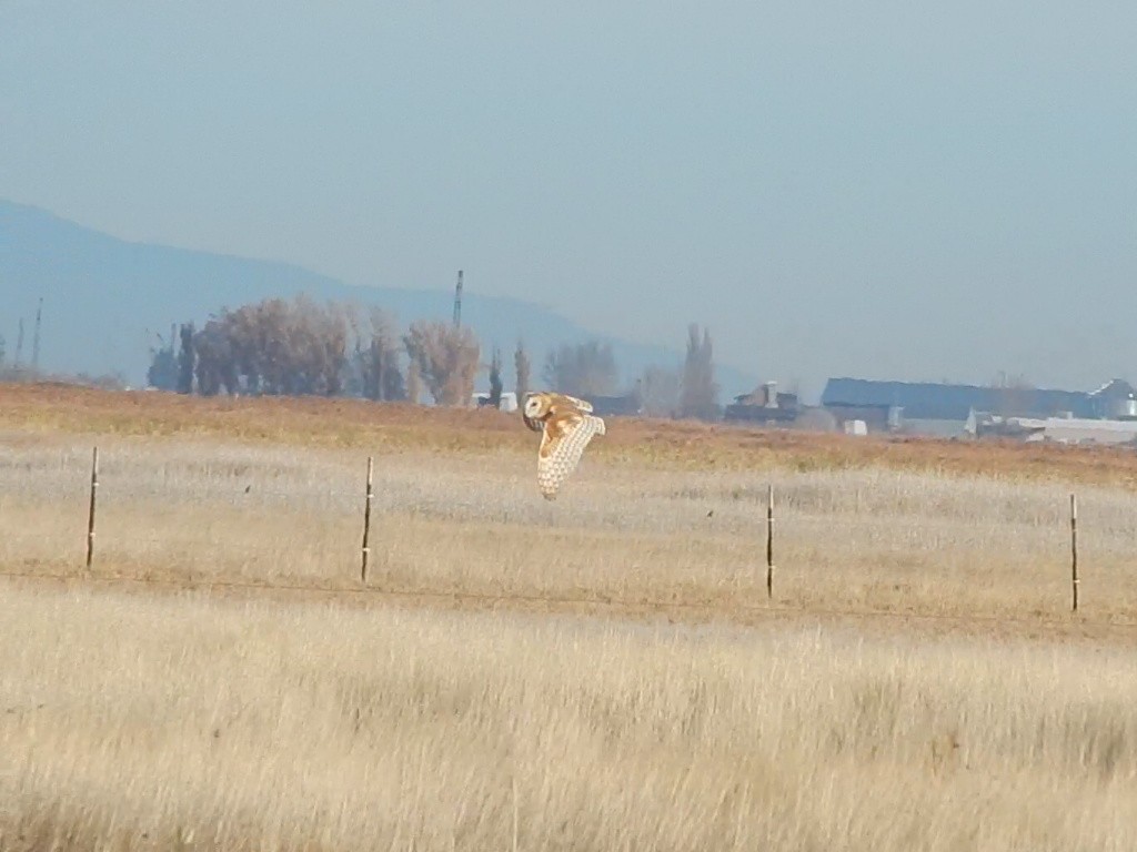 amerikatårnugle (tuidara gr.) - ML645976739