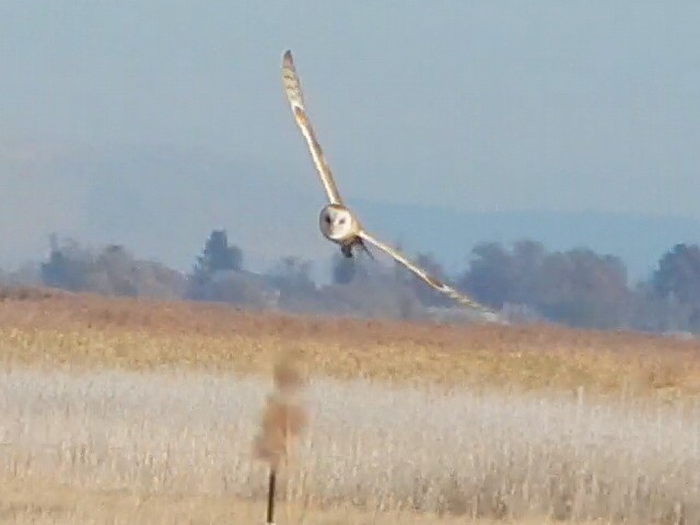 amerikatårnugle (tuidara gr.) - ML645976740