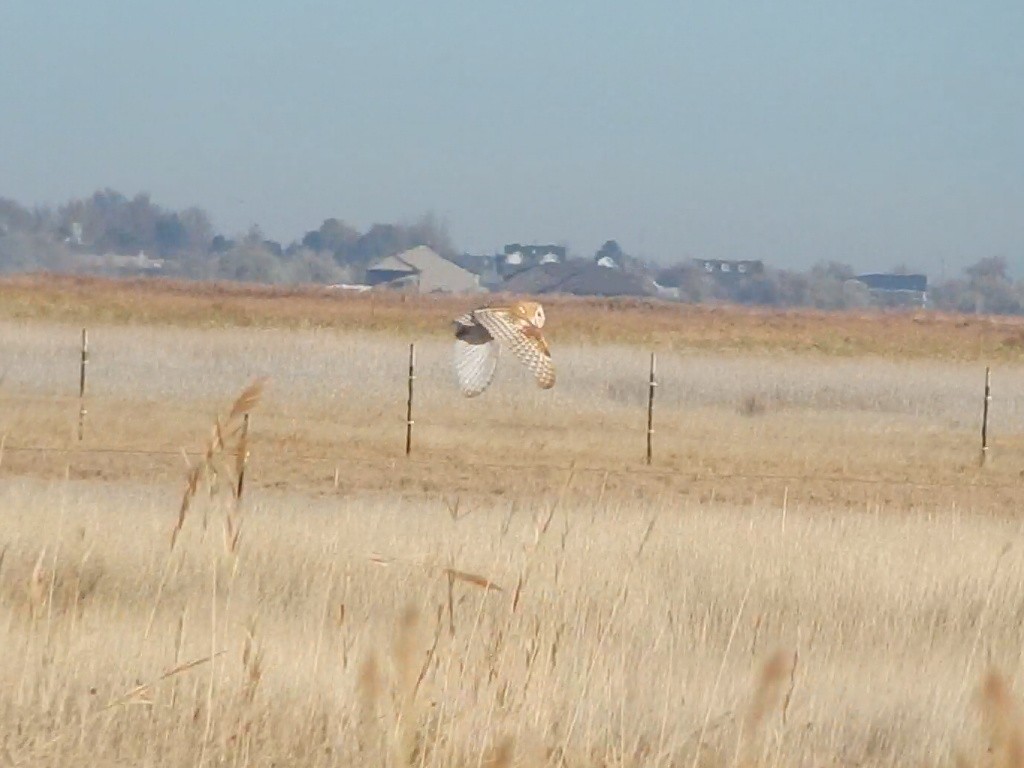 amerikatårnugle (tuidara gr.) - ML645976741