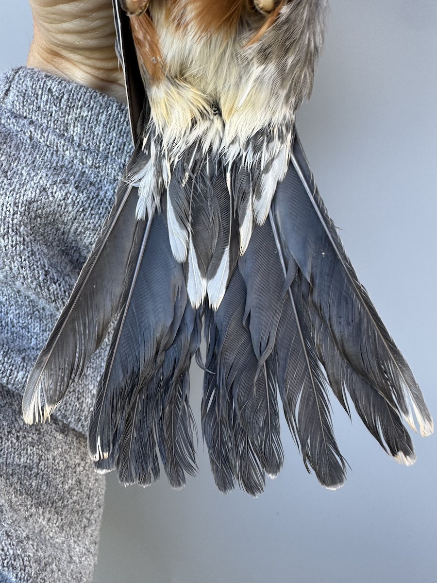 Zozo papargorria [migratorius Taldekoa] - ML645976752