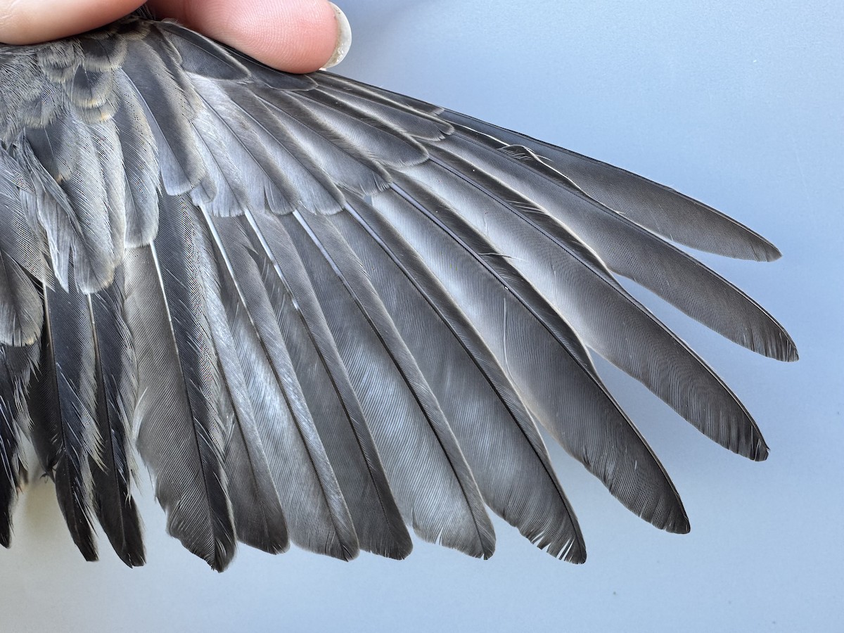 Zozo papargorria [migratorius Taldekoa] - ML645976753