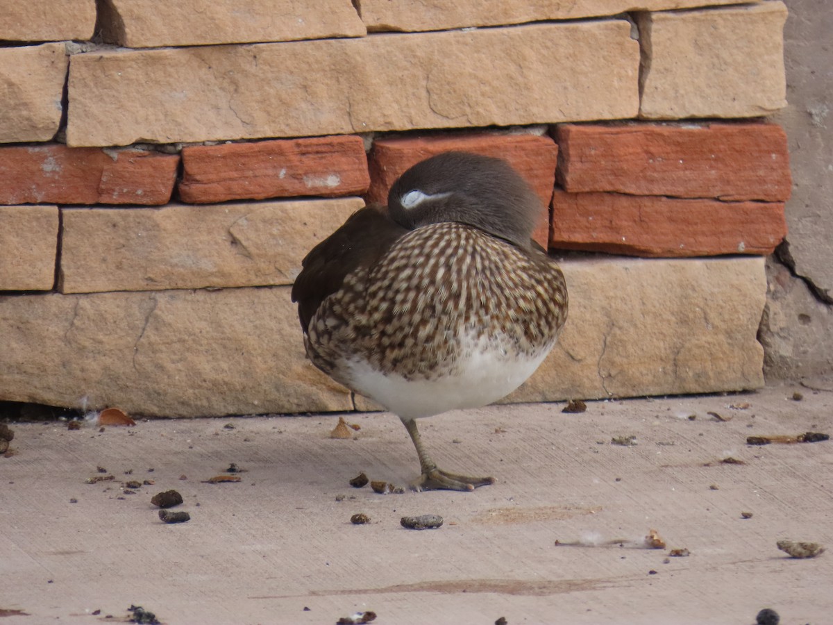 Mandarinente - ML645976754