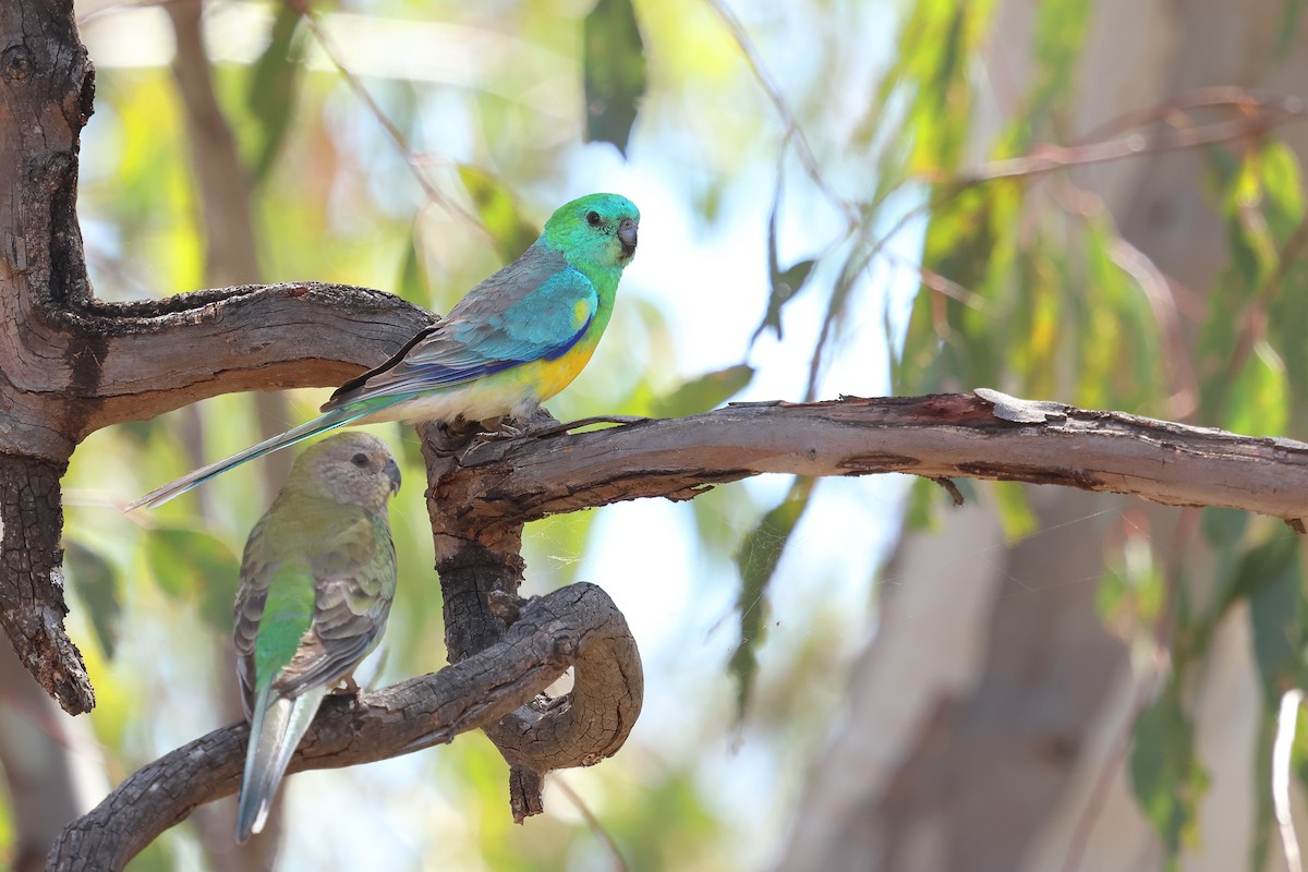 Red-rumped Parrot - ML645976755