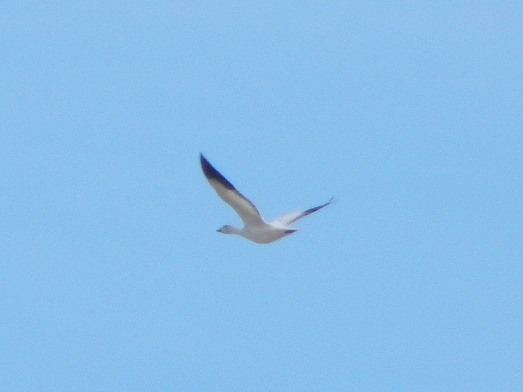 snøgås - ML645976757