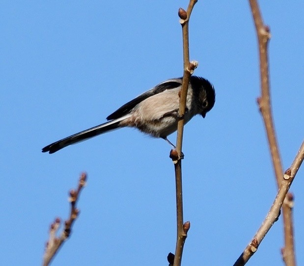 Long-tailed Tit - ML645976760