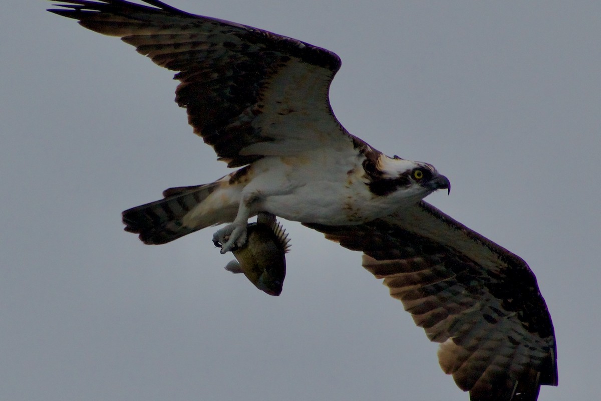 Osprey - ML645976767
