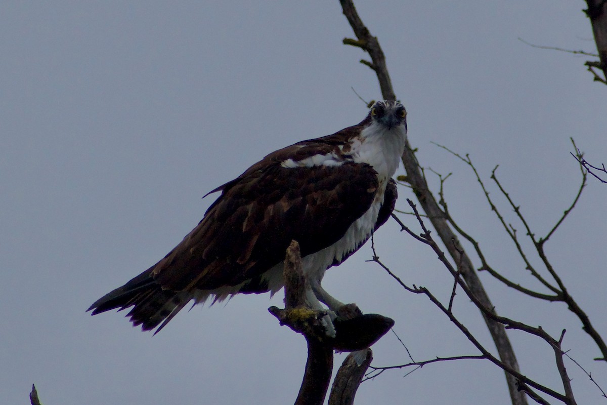 Osprey - ML645976768