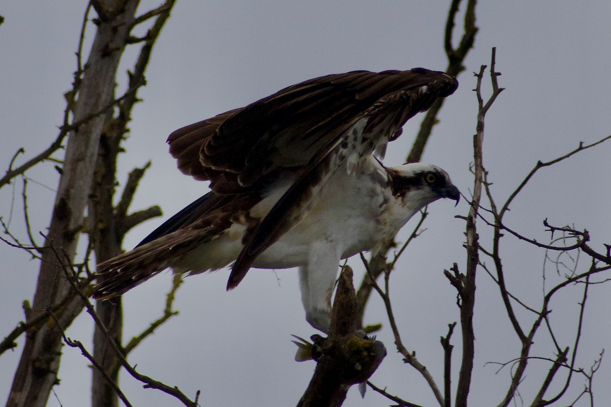 Osprey - ML645976769