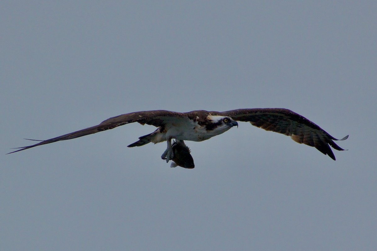 Osprey - ML645976770