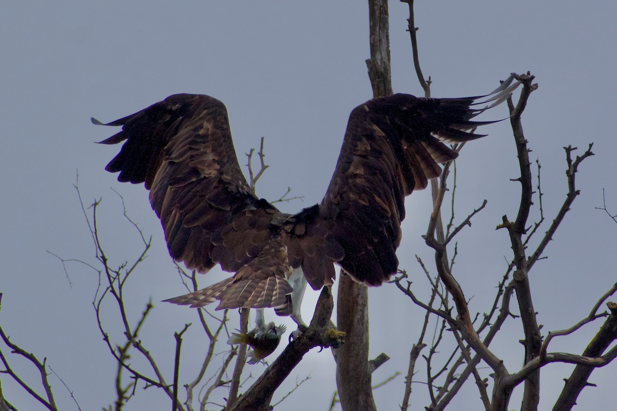 Osprey - ML645976771