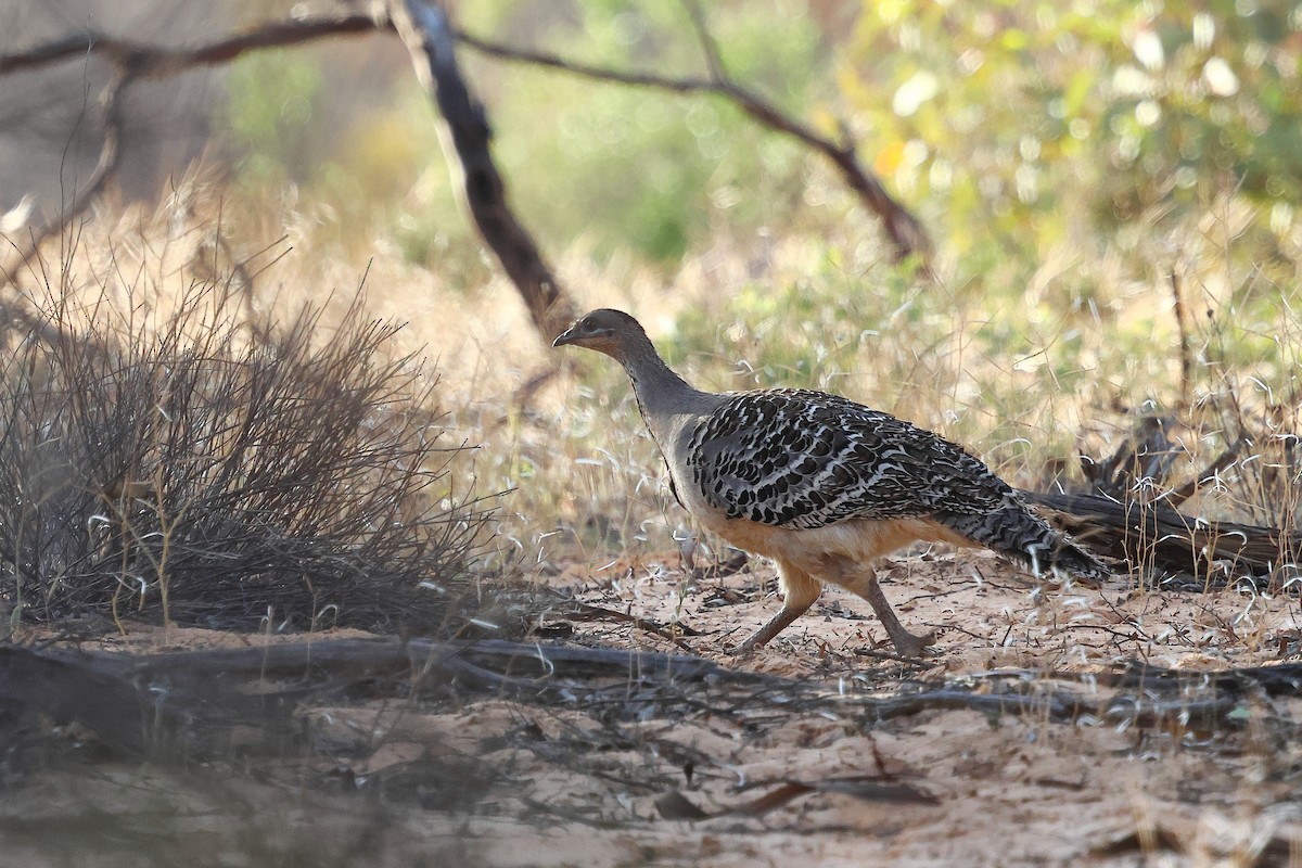 Malleefowl - ML645976773