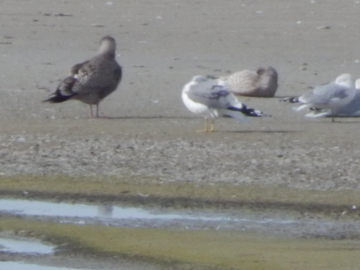 amerikagråmåke - ML645976775