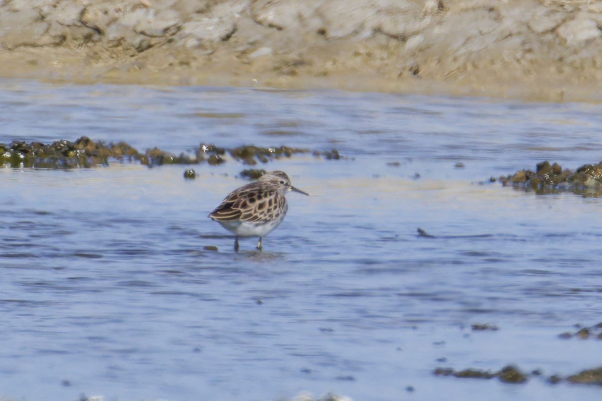 Long-toed Stint - ML645976782