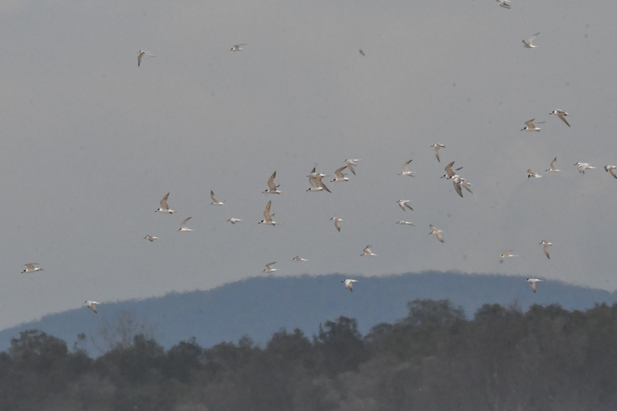 Zwergseeschwalbe - ML645976783