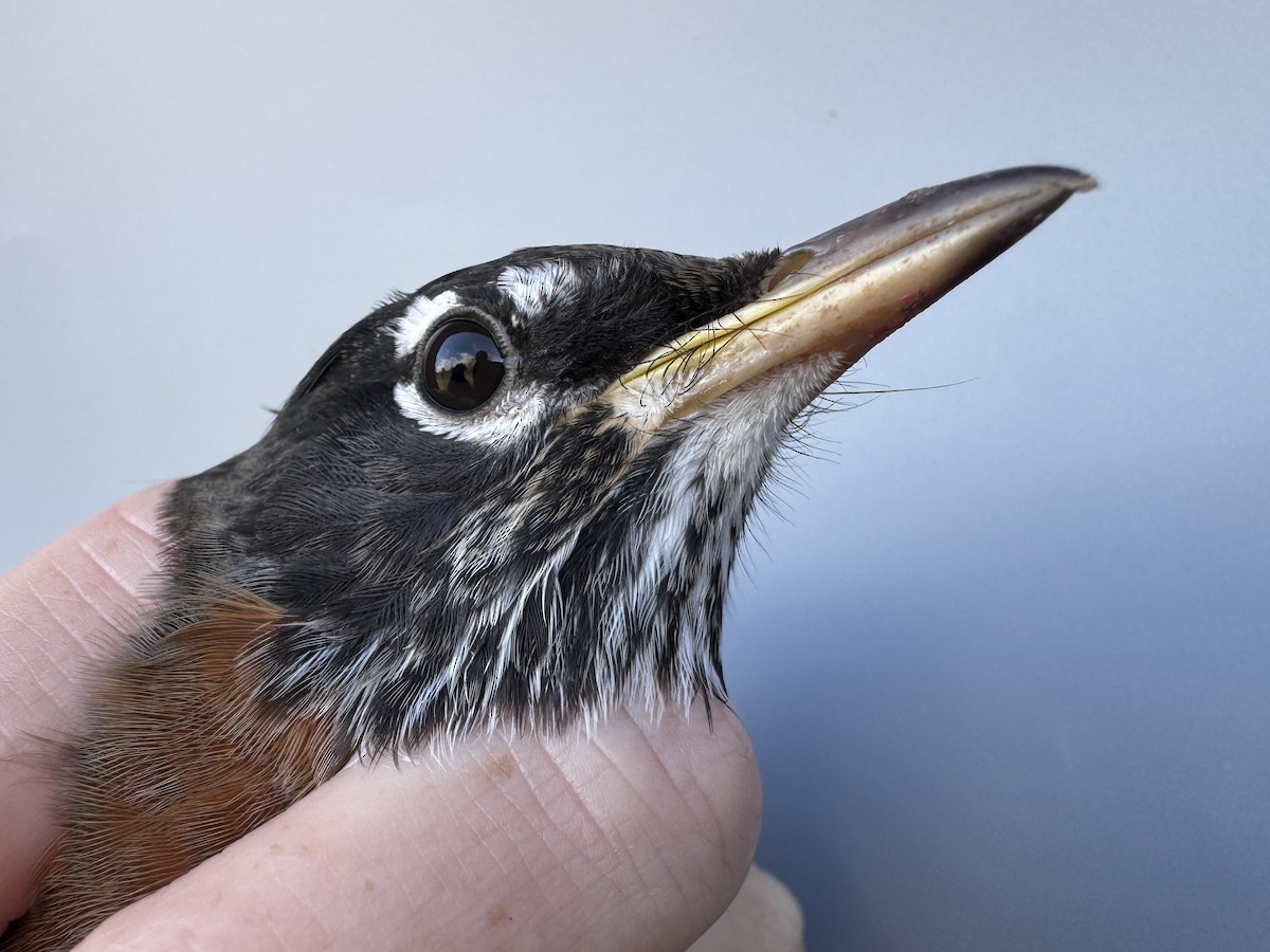 Zozo papargorria [migratorius Taldekoa] - ML645976786